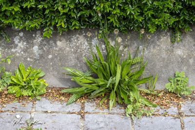 Smalle weegbree (Plantago lanceolata)