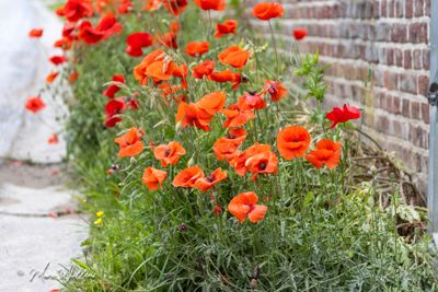 Gewone klaproos (Papaver rhoeas)