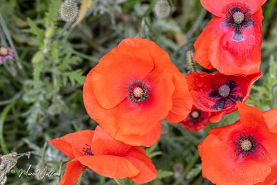 Gewone klaproos (Papaver rhoeas)
