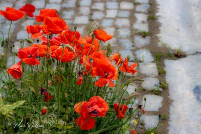 g13/96/5271596/3/174578111.f060de86.JPEG