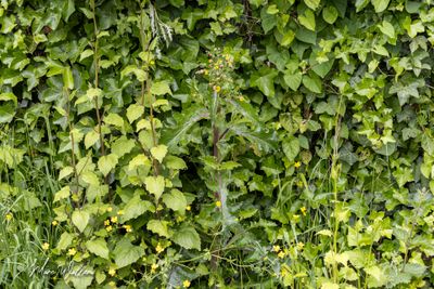 Gekroesde melkdistel of ruwe melkdistel (Sonchus asper)