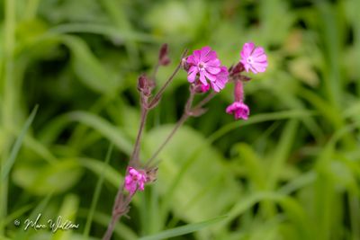 dagkoekoeksbloem (Silene dioica, synoniem- Melandrium rubrum)