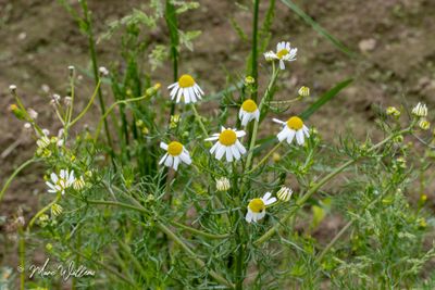 Echte kamille (Matricaria chamomilla)