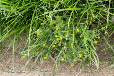 Schijfkamille (Matricaria discoidea, synoniem- Matricaria matricaroides)