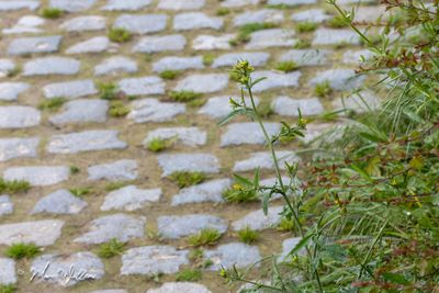 Gewone raket (Sisymbrium officinale)