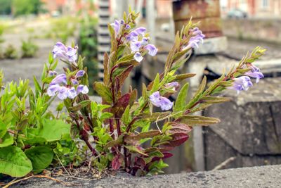 20150612-Blauw glidkruid (Scutellaria galericulata)