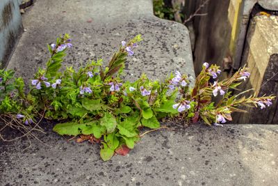 Blauw glidkruid - Scutellaria galericulata