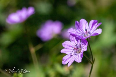 Bermooievaarsbek (Geranium pyrenaicum)