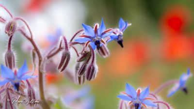 Bernagie (Borago officinalis)