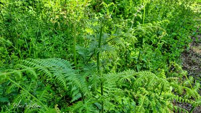 Adelaarsvaren (Pteridium aquilinum)