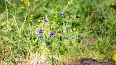 Akelei spec. (Aquilegia)