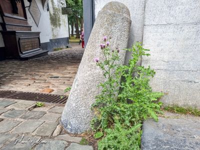 Akkerdistel (Cirsium arvense)