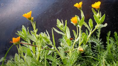 Akkergoudsbloem (Calendula arvensis)