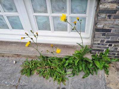 Akkermelkdistel (Sonchus arvensis)