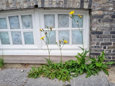 Akkermelkdistel (Sonchus arvensis)