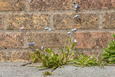 Akkervergeet-mij-nietje (Myosotis arvensis)