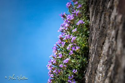 Aubrieta spec.