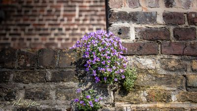 Aubrieta spec.