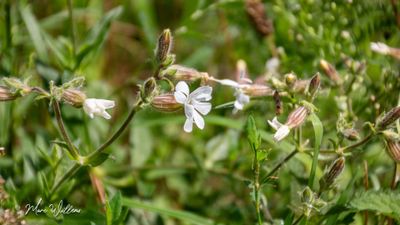 Avondkoekoeksbloem (Silene latifolia)