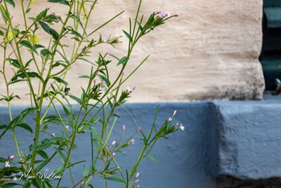 Beklierde basterdwederik (Epilobium ciliatum)