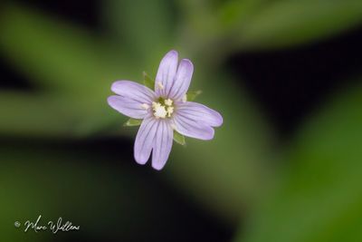 Beklierde basterdwederik (Epilobium ciliatum)