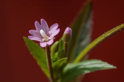 Beklierde basterdwederik (Epilobium ciliatum)