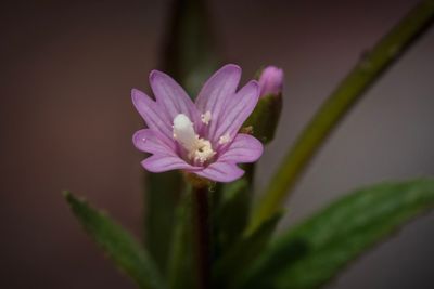 Beklierde basterdwederik (Epilobium ciliatum)