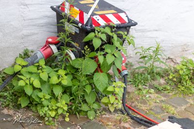 Beklierde nachtschade (Solanum nigrum subsp. schultesii)