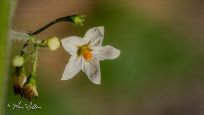 Beklierde nachtschade (Solanum nigrum subsp. schultesii)