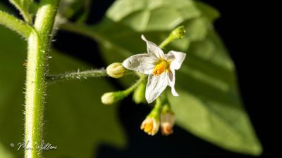 Beklierde nachtschade (Solanum nigrum subsp. schultesii)