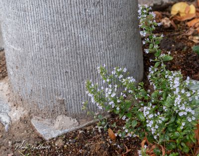 Bergsteentijm (Clinopodium menthifolium, synoniem- Calamintha sylvatica)