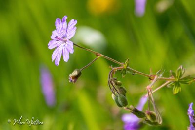 Bermooievaarsbek (Geranium pyrenaicum)
