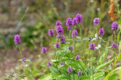 Betonie (Betonica officinalis)