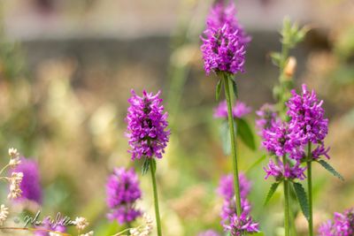 Betonie (Betonica officinalis)