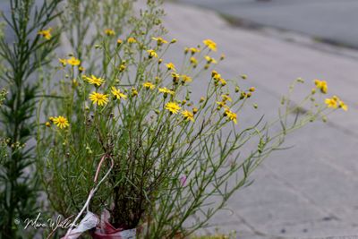 Bezemkruiskruid (Senecio inaequidens)