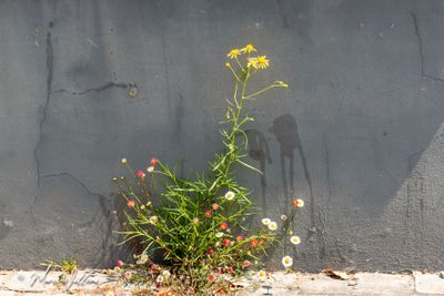 Bezemkruiskruid (Senecio inaequidens)