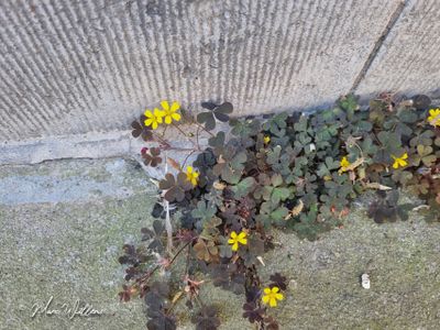Gehoornde klaverzuring (Oxalis corniculata)
