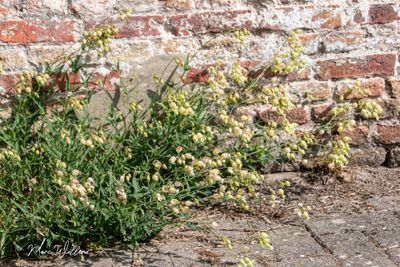 Blaassilene (Silene vulgaris)