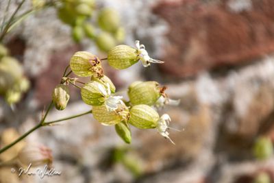 Blaassilene (Silene vulgaris)
