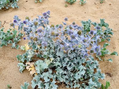 Blauwe zeedistel (Eryngium maritimum)