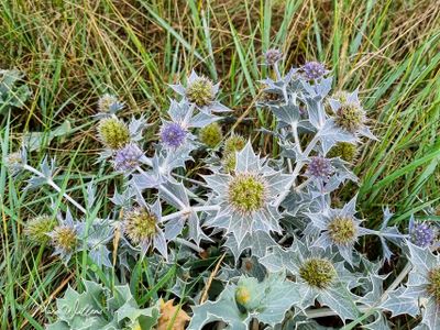 Blauwe zeedistel (Eryngium maritimum)