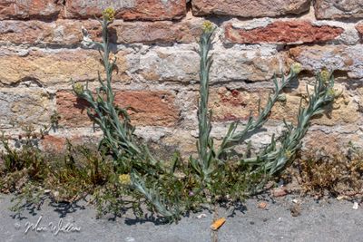 Bleekgele droogbloem (Gnaphalium luteo-album)