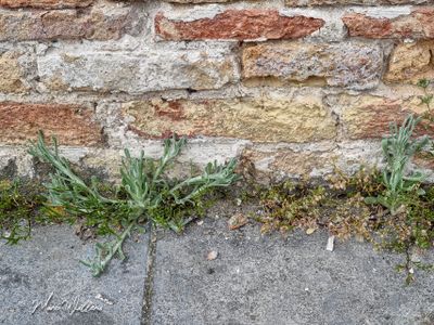 Bleekgele droogbloem (Gnaphalium luteo-album)