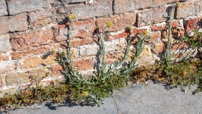 Bleekgele droogbloem (Gnaphalium luteo-album)