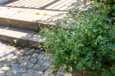 g13/96/5271596/3/174582050.7e8cd233.JPEG