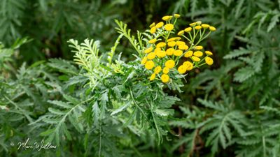 Boerenwormkruid (Tanacetum vulgare)