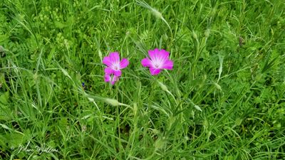 Bolderik (Agrostemma githago)