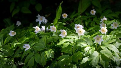 Bosanemoon (Anemone nemorosa)
