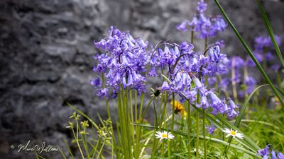 Boshyacint spec. (Hyacinthoides non-scripta)