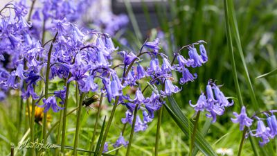 Boshyacint spec. (Hyacinthoides non-scripta)